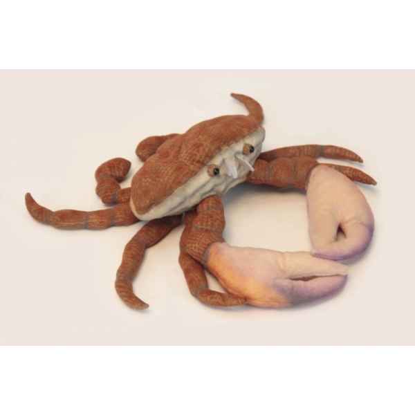 Crabe Anima -6312