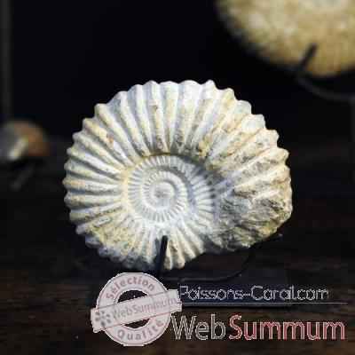 Ammonite Objet de Curiosité -AN047