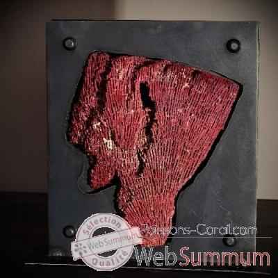 Corail rouge tubipora musica Objet de Curiosite -CO032-28