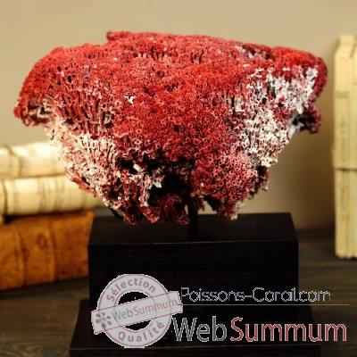 Corail rouge tubipora musica Objet de Curiosité -CO223-5
