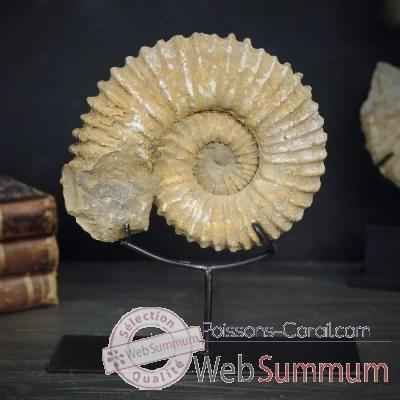 Fossile Objet de Curiosite -AN004