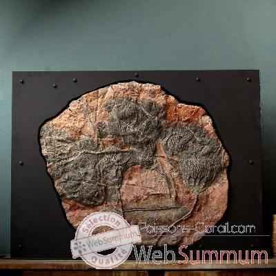 Grande plaque de crinoide Objet de Curiosite -PUFO048