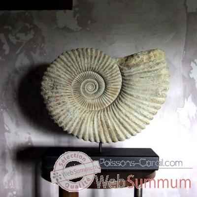 Grosse ammonite Objet de Curiosite -AN009