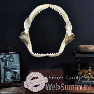 Machoire de requin (carcharinus obscurus) Objet de Curiosité -AN093