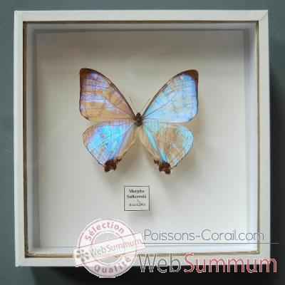 Papillon morpho sulkowski Objet de Curiosité -IN034