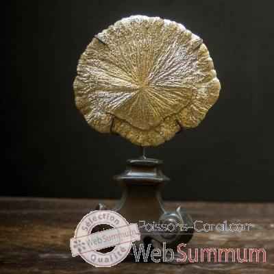 Pyrite dollar Objet de Curiosite -MI033