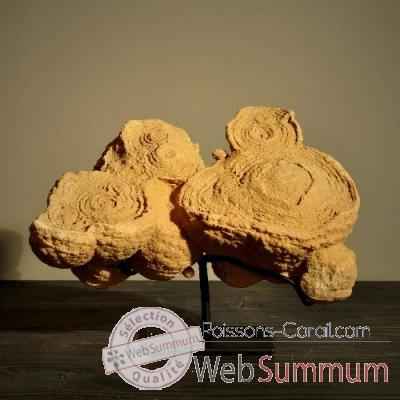 Stromatolithe Objet de Curiosité -FO019