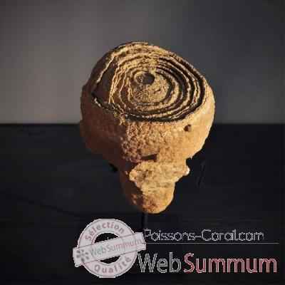 Stromatolithe simple Objet de Curiosité -FO015