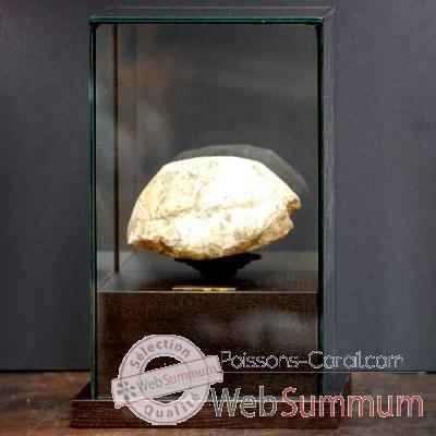 Tortue fossile Objet de Curiosité -PUFO044-1