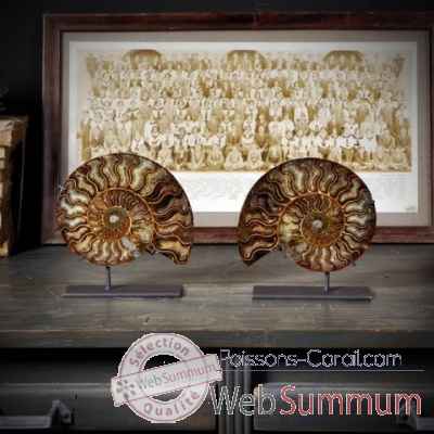 Ammonite madagascar sciée et polie Objet de Curiosité -FO028
