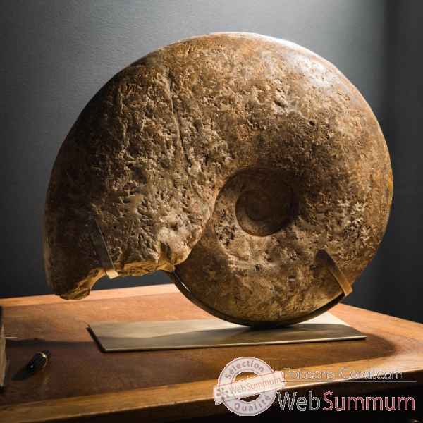 Ammonite semi-polie 33kg Objet de Curiosite -PUFO185-2
