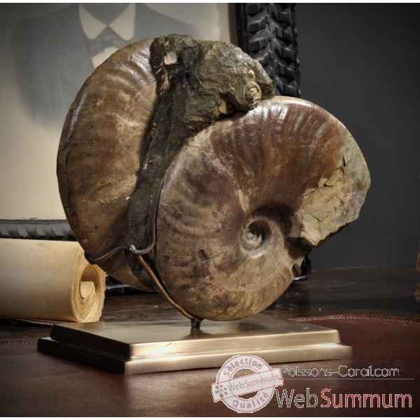 Ammonites nacrees double Objet de Curiosite -PUFO245