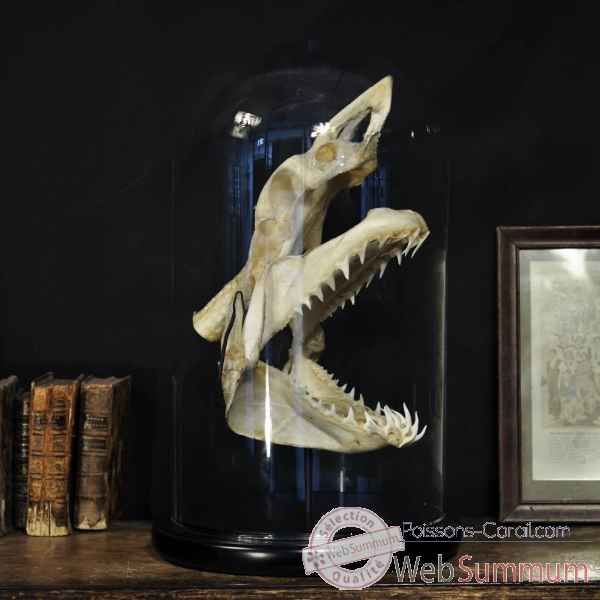 Crâne complet de requin mako mm sous globe Objet de Curiosité -PU423-5