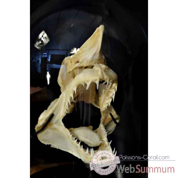 Crâne complet de requin mako pm sous globe Objet de Curiosité -PU422-2