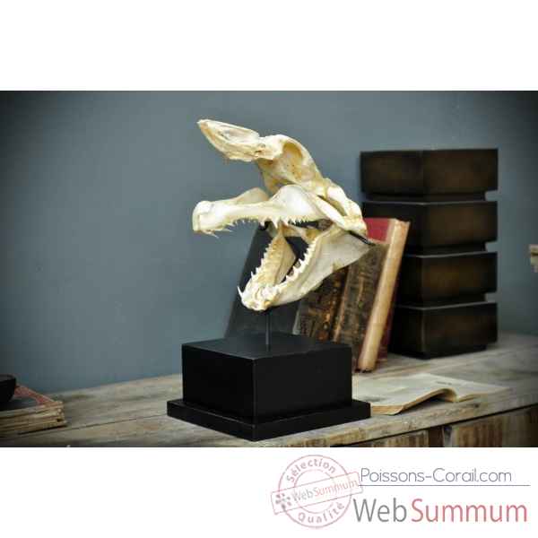 Crâne complet de requin mako l Objet de Curiosité -PU426-5