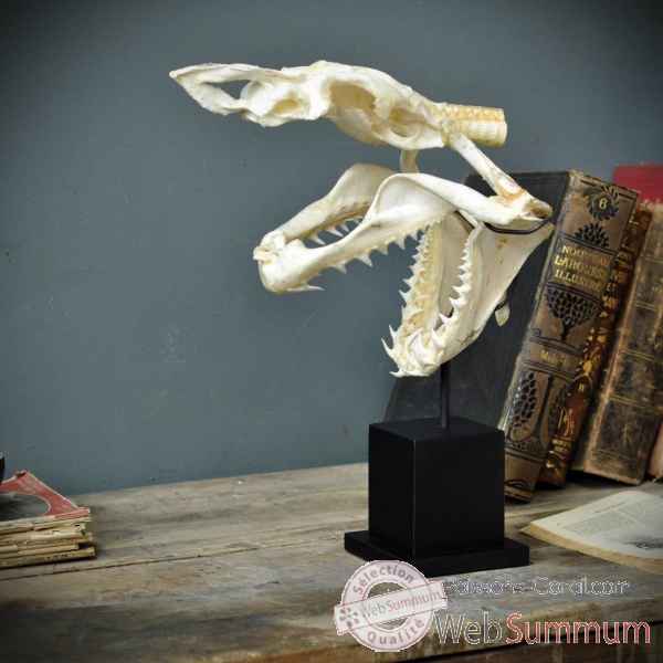 Crâne complet de requin mako sur socle 6 Objet de Curiosité -PU424-5