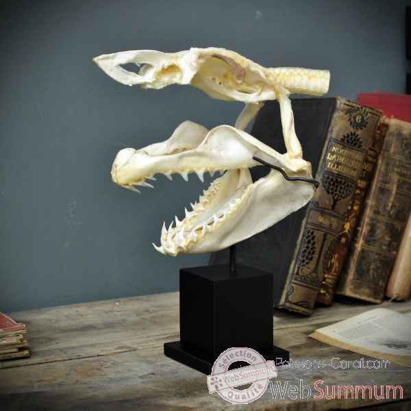 Crâne complet de requin mako sur socle 6 Objet de Curiosité -PU424-6