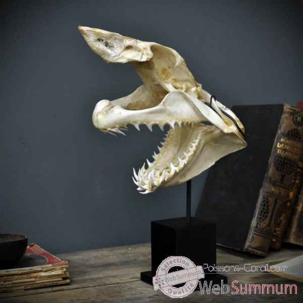 Crâne complet de requin mako sur socle 6 Objet de Curiosité -PU424-8