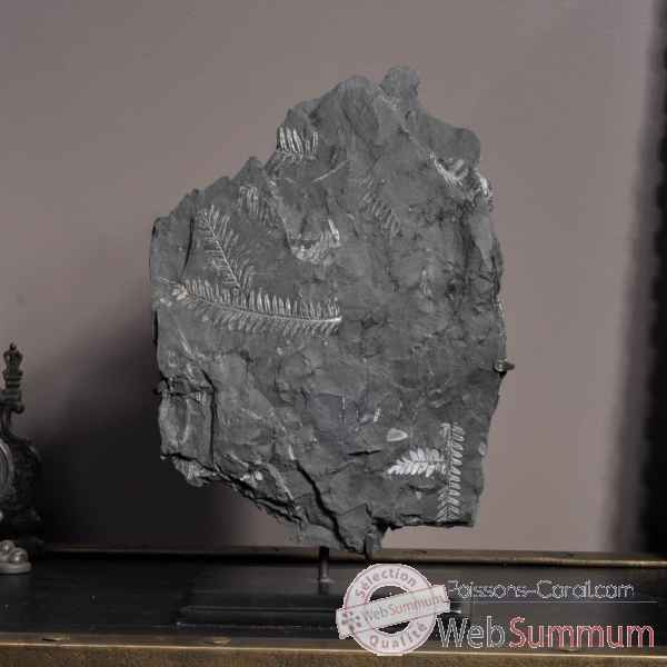 Fougere fossile de pensylvanie pm Objet de Curiosite -PUFO236