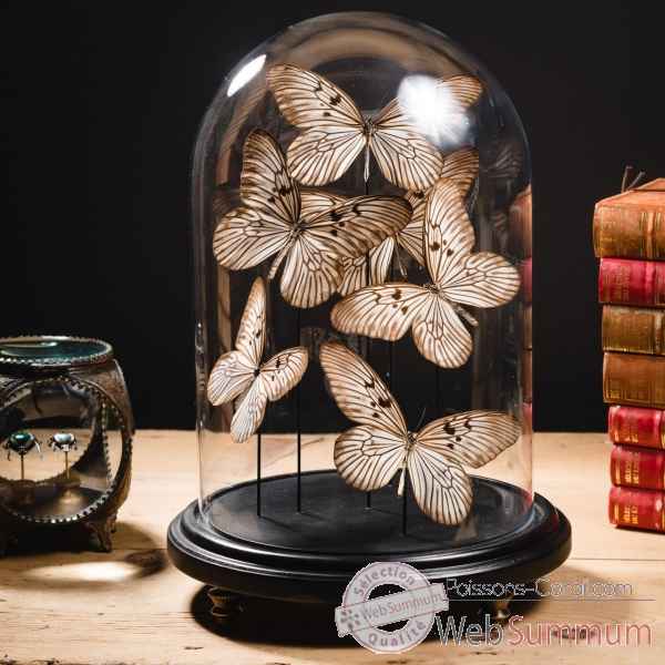 Globe de 6 papillons idea blanchardi Objet de Curiosité -IN128