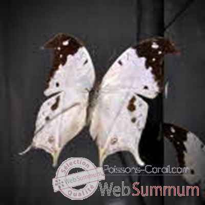 Globe de 9 papillons noirs et blancs Objet de Curiosité -IN054