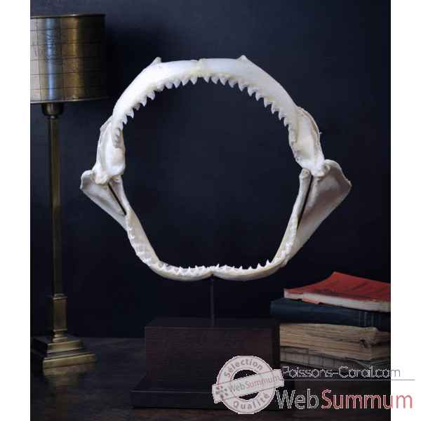 Machoire de requin tgm 44cm Objet de Curiosité -PU463-5
