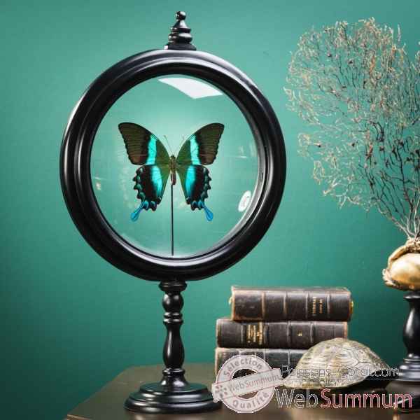 Papillon blumei vert dans reliquaire Objet de Curiosité -IN102