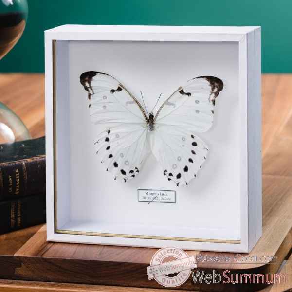 Papillon morpho luna blanc dans boite blanche Objet de Curiosité -IN118