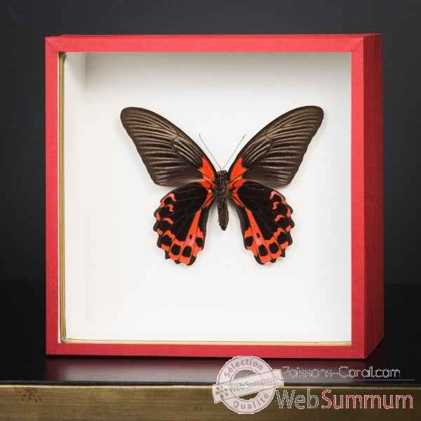 Papillon rouge dans boite rouge Objet de Curiosite -IN108