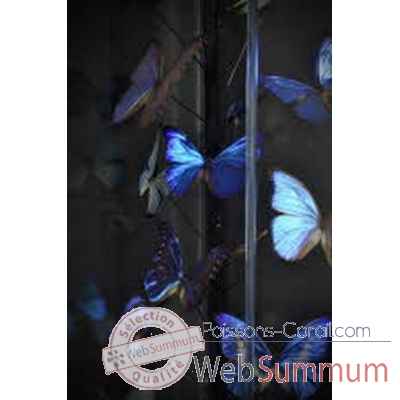 Papillons bleus morphos (25) sous globe carre Objet de Curiosite -IN053