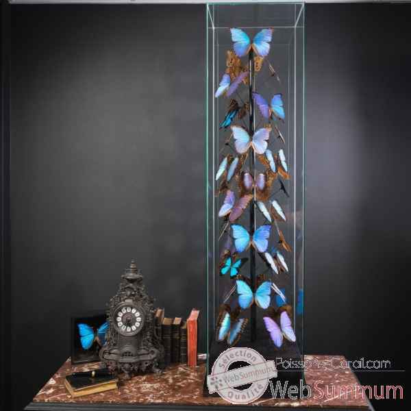 Papillons bleus morphos (40) Objet de Curiosité -IN088
