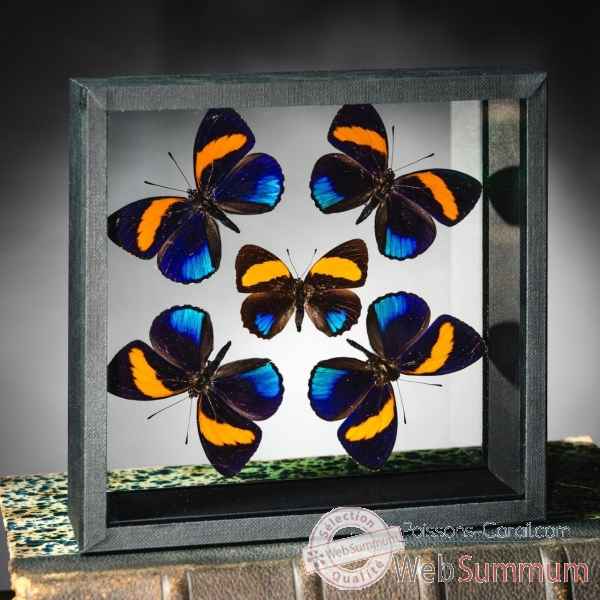 5 papillons Callicore boite carrée traversante Objet de Curiosité -IN139