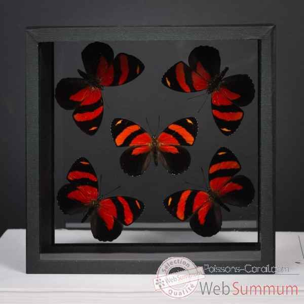 5 papillons rouges Objet de Curiosité -IN111