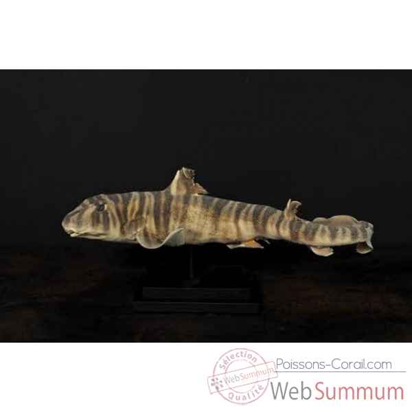 Requin portjackson naturalisé sur socle bois Objet de Curiosité -PU401-X