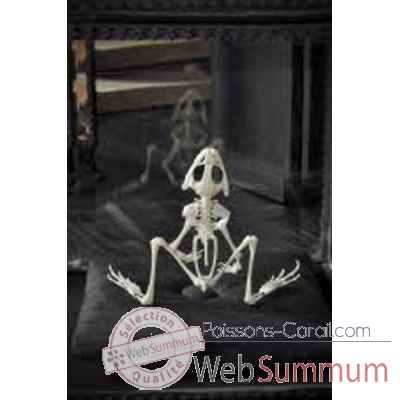 Squelette de grenouille Objet de Curiosite -AN191