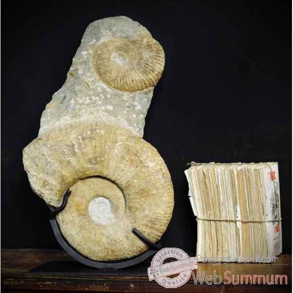 Totem de 2 ammonites Objet de Curiosité -PUFO152
