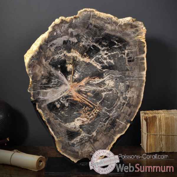 Tranche de bois fossile 50kg - brésil Objet de Curiosité -PUFO268