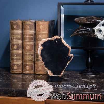 Tranche de bois fossile noir Objet de Curiosité -FO032