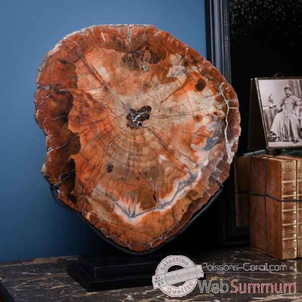 Tranche de bois fossile rouge Objet de Curiosité -PUFO275-1