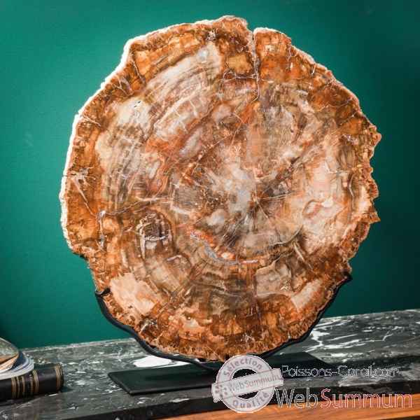 Tranche de bois fossile rouge Objet de Curiosité -PUFO303-2