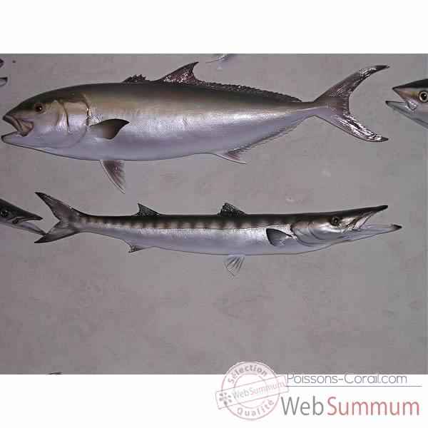 Trophée poisson des mers atlantique méditerranée et nord Cap Vert Barracuda -TR036