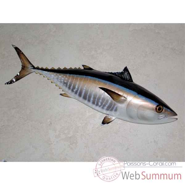 Trophée poisson des mers atlantique méditerranée et nord Cap Vert Thon rouge -TR049