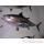 Trophée poisson des mers atlantique méditerranée et nord Cap Vert Thon rouge -TR050
