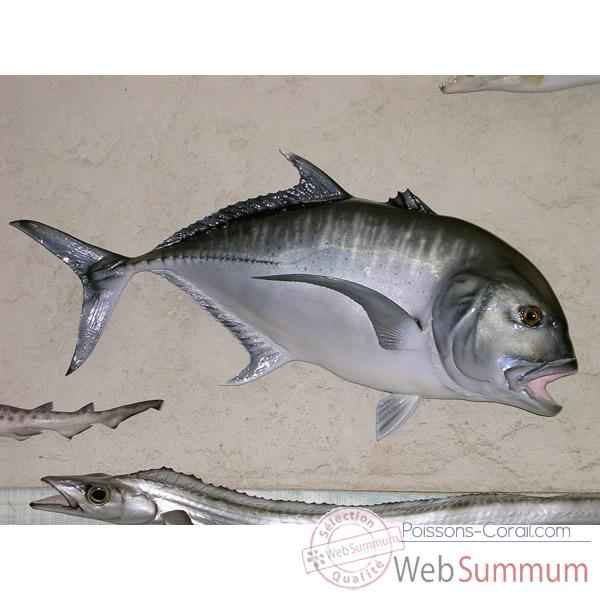 Trophée poisson des mers tropicales Cap Vert Carangue ignobilis -TRDF52