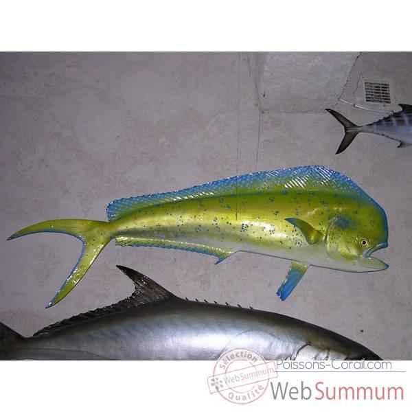 Trophée poisson des mers tropicales Cap Vert Coryphène -TRDF56
