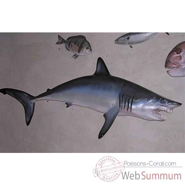 Trophée poisson des mers tropicales Cap Vert Requin mako -TRDF66